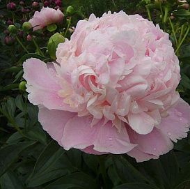 Пион молочноцветковый 'Свит Сикстин' (розовый)