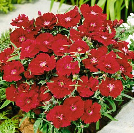 Гвоздика китайская 'Диана Кримсон' (темно-красная)