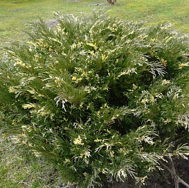 Можжевельник казацкий 'Вариегата'