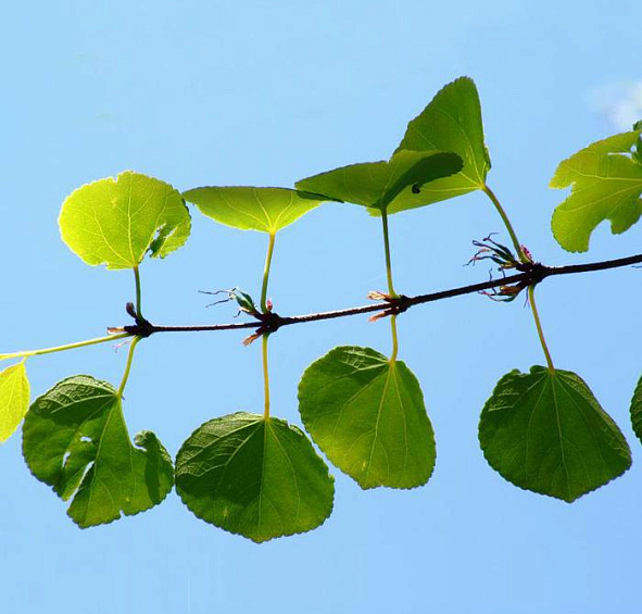 Багряник японский