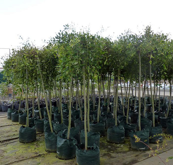 Ива козья 'Пендула'