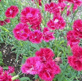 Гвоздика гибридная