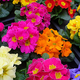 Примула обыкновенная (первоцветная)