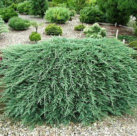 Можжевельник горизонтальный 'Вилтони'