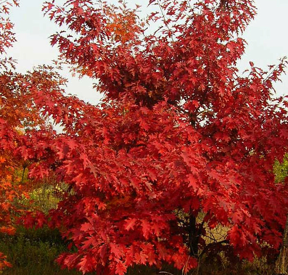 Дуб красный