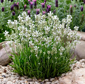 Лаванда Лаванда узколистная 'Арктик Сноу'