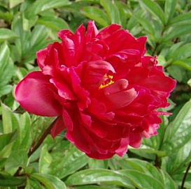 Пион молочноцветковый 'Мадам Годишо' (красно - малиновый)