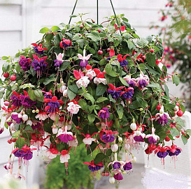 Фуксия (кашпо)