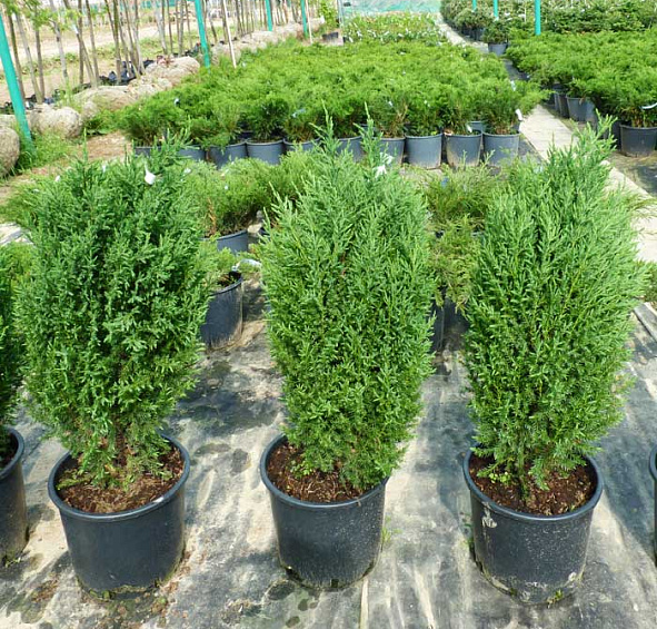 Можжевельник китайский 'Стрикта'