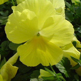 Виола Виттрока 'Инспайр Голден Еллоу' (желтая)