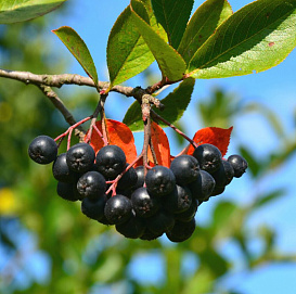 Рябина черноплодная (арония) 'Черноокая'