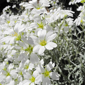 Ясколка войлочная 'Сноу ин Самер'