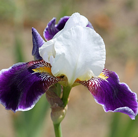 Ирис германский