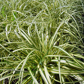 Осока Морроу