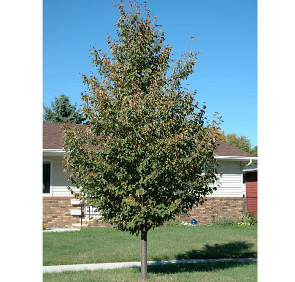 Липа мелколистная (сердцелистная) 'Гринспайер'