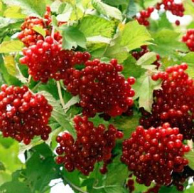 Калина плодовая 'Ленинградская'