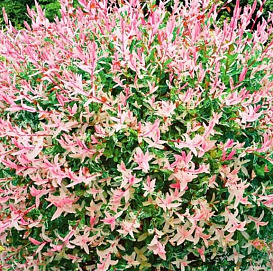 Ива цельнолистная 'Фламинго'