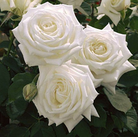 Роза 'Метрополитен' (чайно-гибридная)(белая)