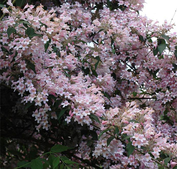 Кольквиция прелестная 'Пинк Клоуд'