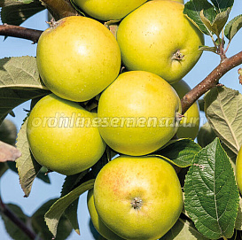 Яблоня колоновидная 'Золотой Початок'