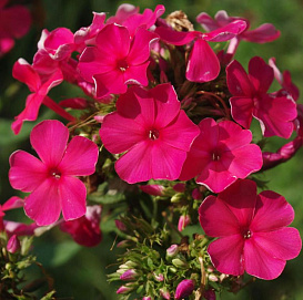 Флокс метельчатый 'Тенор'