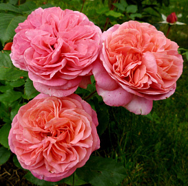 Роза 'Мэри Энн' (флорибунда) (коралово - розовая)