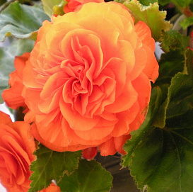 Бегония клубневая 'Нонстоп Оранж' (Оранжевая)