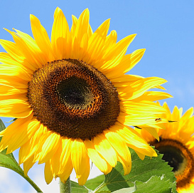 Семена Подсолнечник