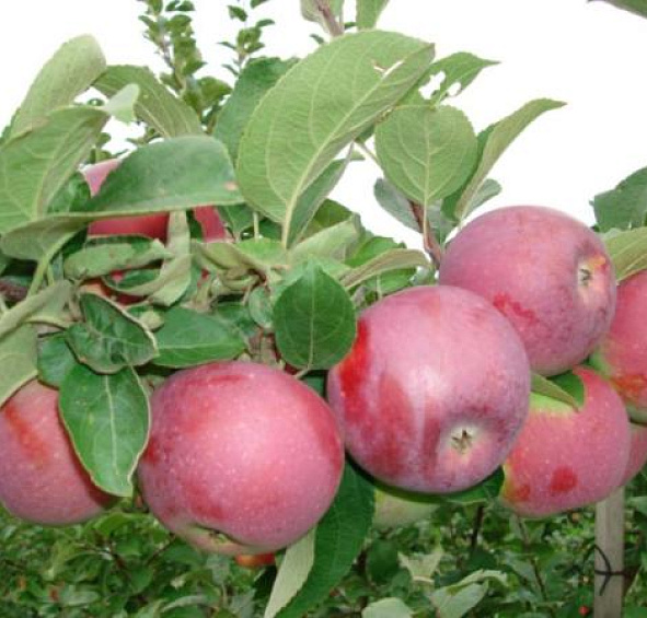 Яблоня домашняя 'Спартан'