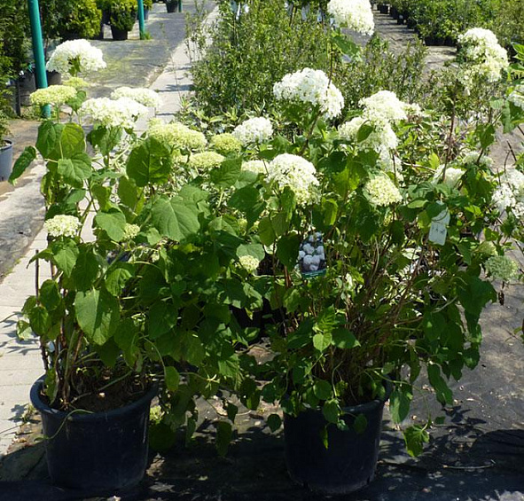 Гортензия древовидная 