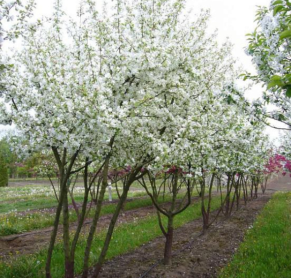 Яблоня декоративная Саржента