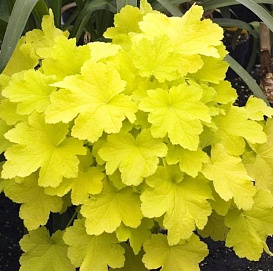 Гейхера гибридная 'Цитронелла'