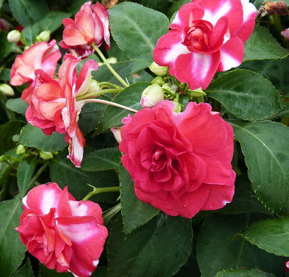 Бальзамин Уоллера