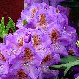 Рододендрон гибридный 'Блутопиа' (фиолетовый)