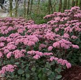 Седум гибридный (Очиток) 'Матрона'