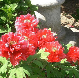 Пион древовидный (красный)