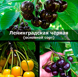Черешня 'Ленинградская черная/Приусадебная/Ревна'