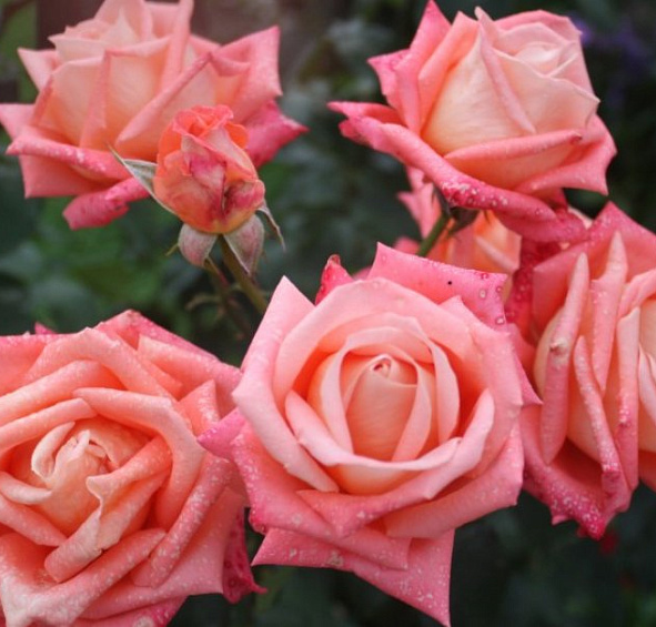 Роза 'Коника' (чайно-гибридная) (кораловая)