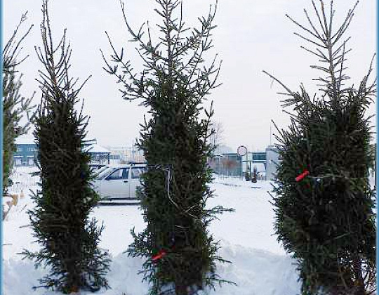Фотоальбом Хвойные деревья с комом для зимней посадки. Ель, сосна. Фотография 6