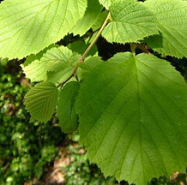 Орех лесной или фундук