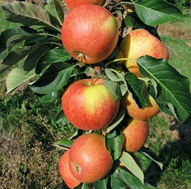 Яблоня колоновидная 'Крепыш'