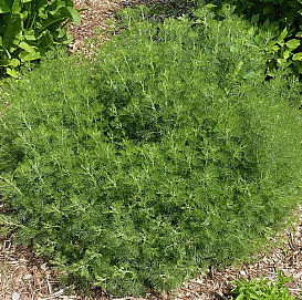 Полынь древовидная (божье дерево, полынь лекарственная)