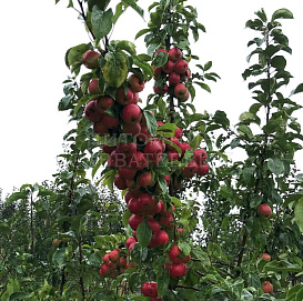 Яблоня домашняя 'Китайка Керр'