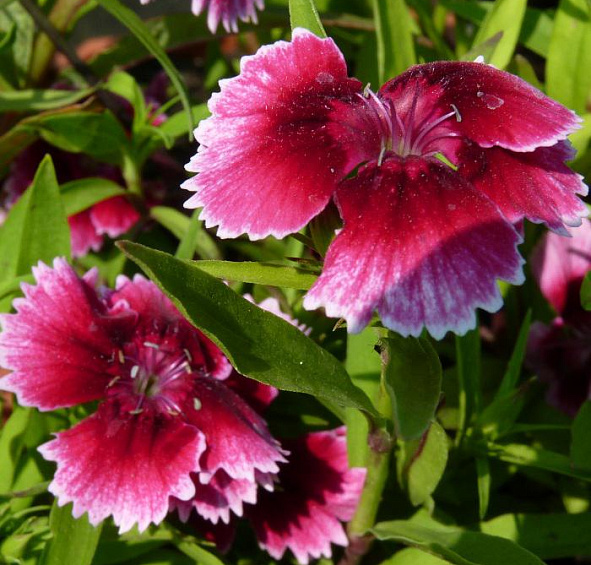 китайская Чиба Аурикула