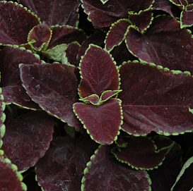 Колеус Блюма 'Премиум Сан Шоколад Минт' (темно-красный с зелеными краями)