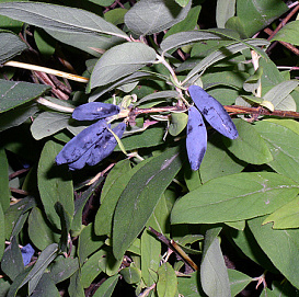 Жимолость съедобная 'Голубое веретено'