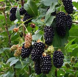 Ежевика 'Блэк Бутте'