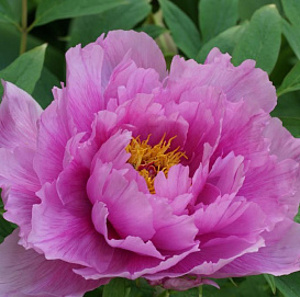 Пион древовидный (небесная парча) 'Линг Хуа Чен Ю' (розовый)