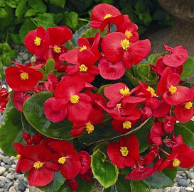 Бегония изящная 'Бада Бинг Скарлет' (красная сзеленым листом)