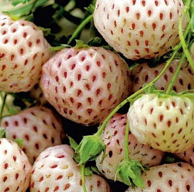 Земляника (клубника) 'Анабланка'